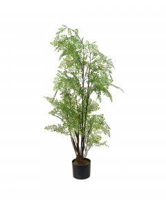 Adiantum 110 cm