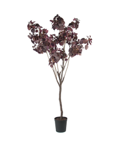 Cotinus tre, 200 cm