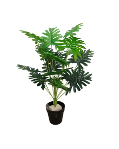 Mini Taro, 40cm m/sort potte