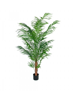 Areca palme, 150 cm