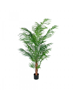 Areca palme, 120 cm