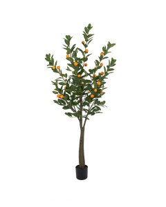 Citrustre, 180 cm