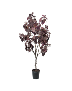 Cotinus 140 cm