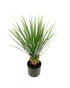 Yucca, 58 cm